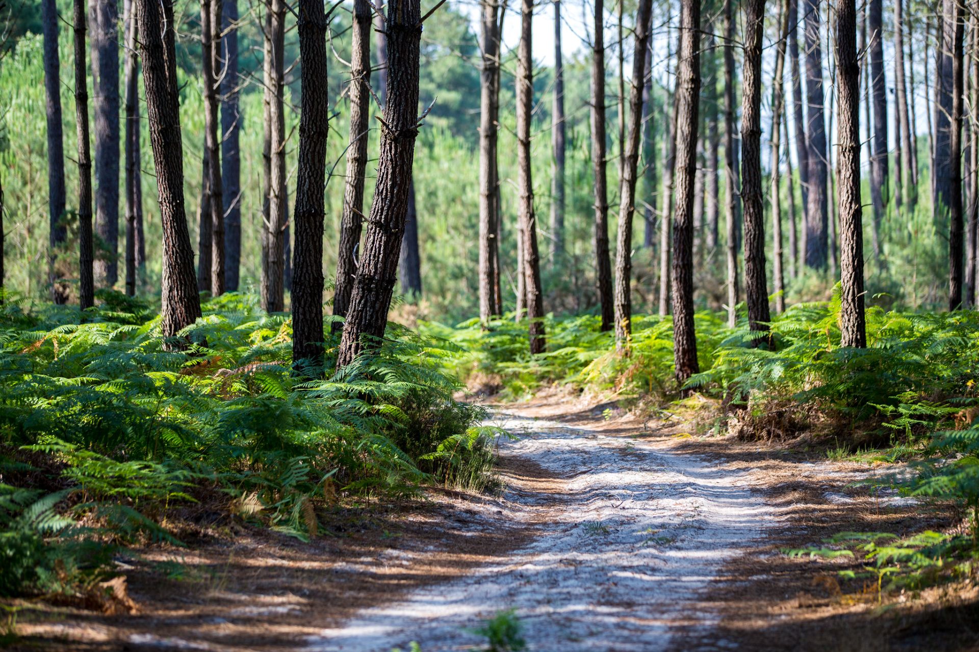 Déclaration de Travaux dans les Landes